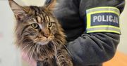 Kot za 12 tys. zł. Złodziejowi grozi 5 lat więzienia