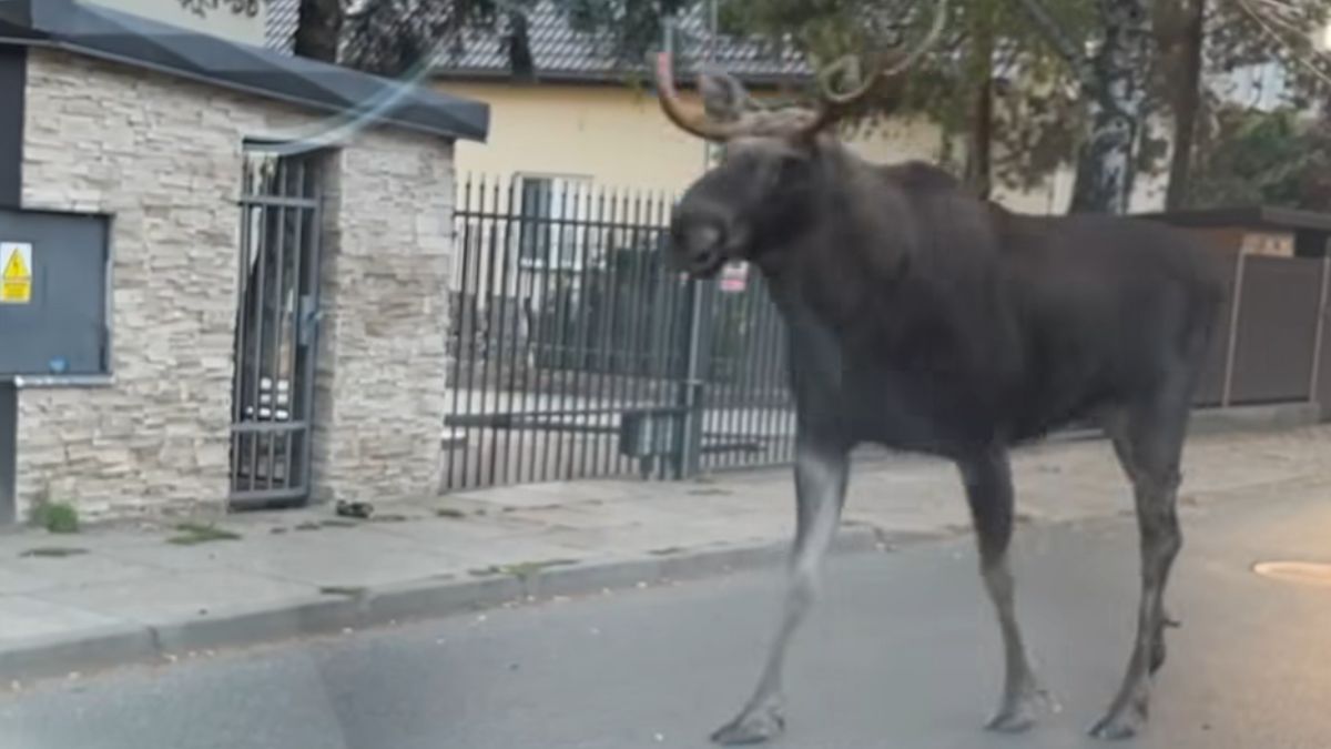Duży Łoś widziany na ulicach Ursynowa.
