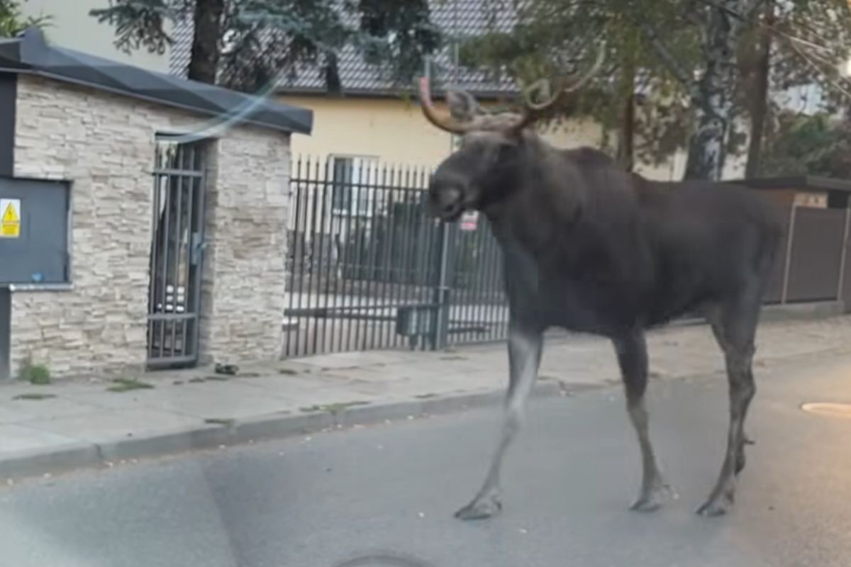 Nagrali go rano. Taki widok na warszawskim Ursynowie