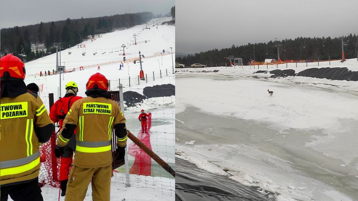 Strażacy ratowali sarnę 