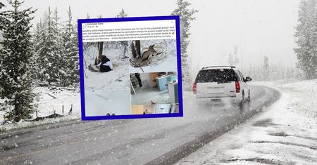 Ranny i osłabiony. Leżał w zaspie przy drodze. Od razu się zatrzymała