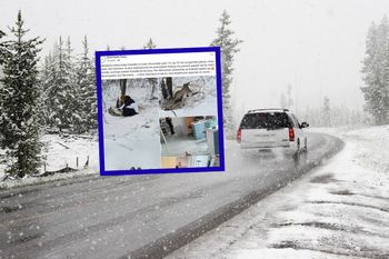 Ranny i osłabiony. Leżał w zaspie przy drodze. Od razu się zatrzymała