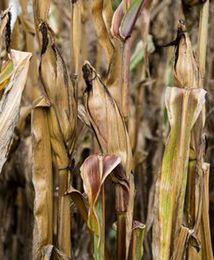 Jest susza będzie mniej owoców