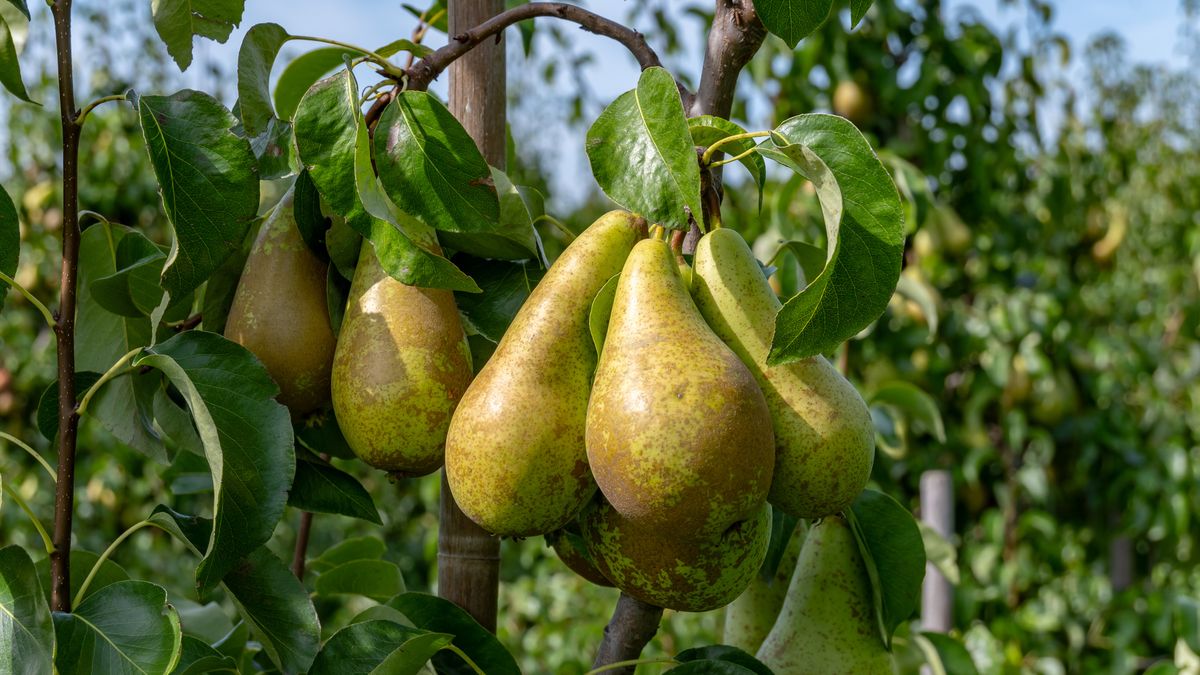 Gruszki lubią takie towarzystwo. Dzięki niemu lepiej rosną 