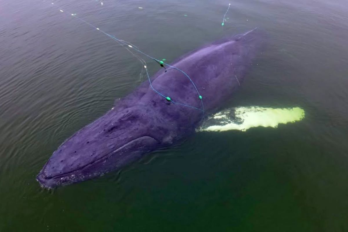 Przywlókł go do Polski tankowiec z USA. Martwy wieloryb zatopiony w Bałtyku