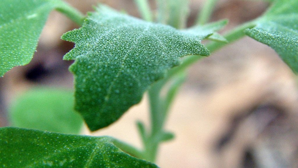 Surowa komosa biała