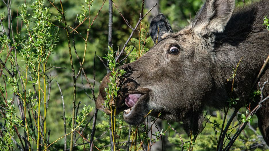 Warszawa. Uwaga Łoś - kolejny leśny olbrzym odwiedził Warszawę