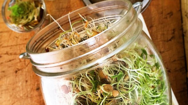 Surowe kiełki soczewicy