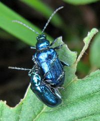 Z notesem wśród zwierząt