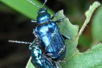 Z notesem wśród zwierząt