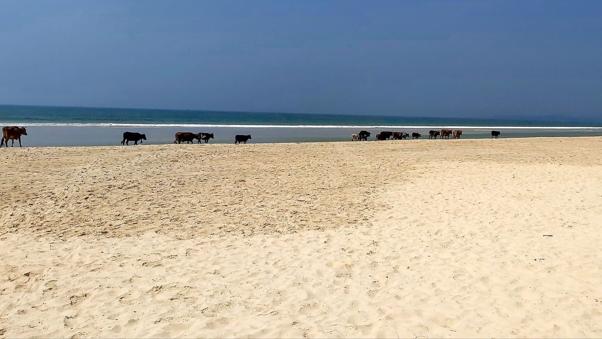 Na plaży było kilkanaście krów