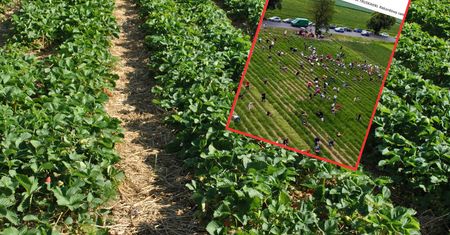 Samozbiór truskawek. Zdziwicie się, ile płacą za kilogram