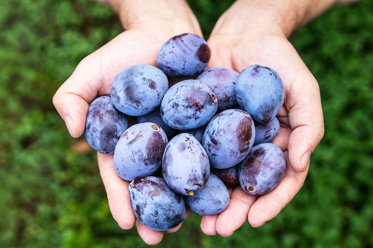 Inspecting plums: White coating reveals fruit quality and freshness