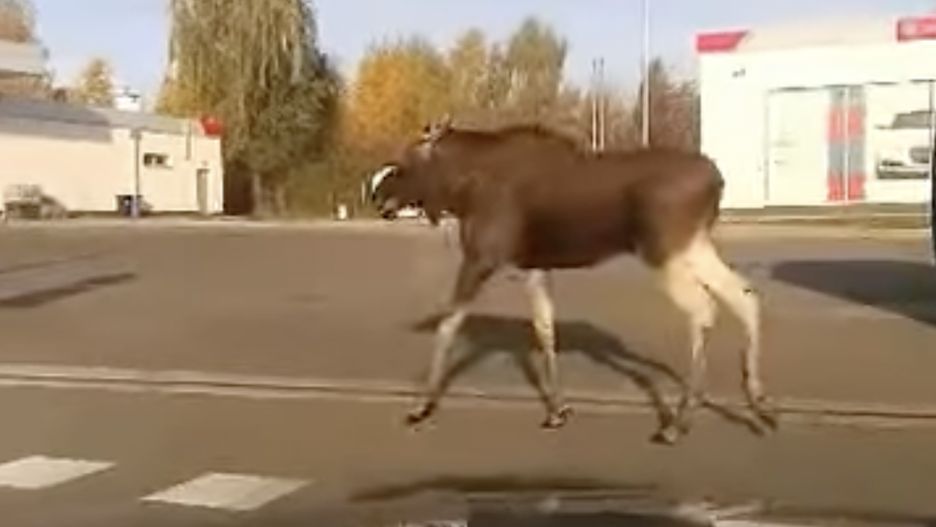 Na ulicach powiatu brzozowskiego widziano łosia 