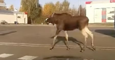 Nietypowy gość spaceruje ulicami wsi. Do sieci trafiło nagranie