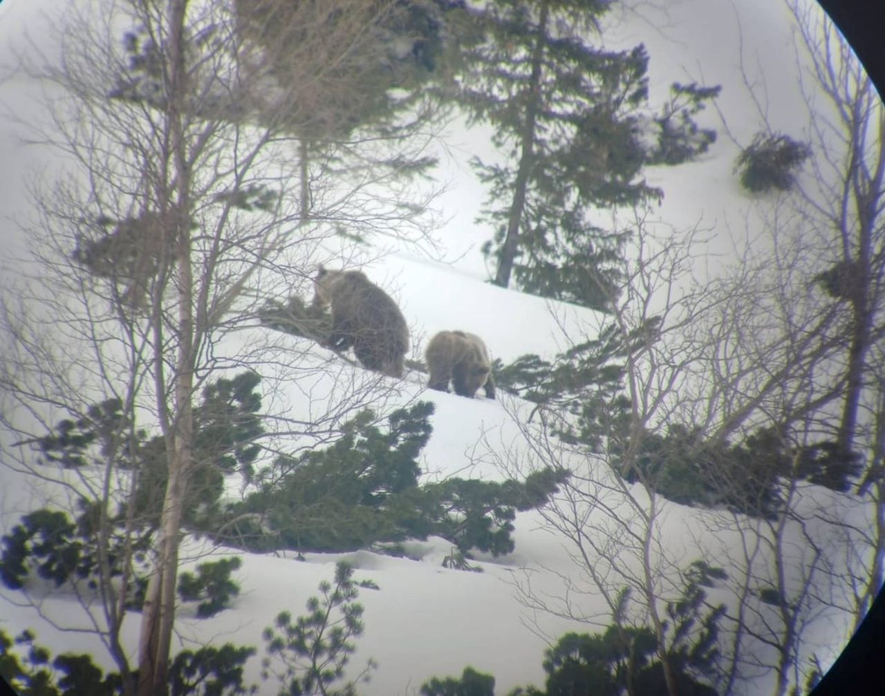 Niedźwiedzica z młodymi w Tatrach. Eksperci apelują o ostrożność