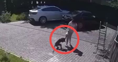 Małpa uciekła z posesji milionera. Zmasakrowała 2-latkę