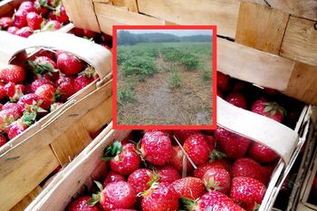 "Samozbiory odwołane". Rolnicy pokazali pole. Wystarczył 1 dzień