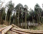 Świecie ma umowy z Lasami Państwowymi na 133 mln zł