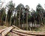 Chińczycy wykupują niemieckie lasy