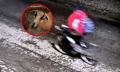 Ukradł baranka z szopki bożonarodzeniowej. Szokujące tłumaczenie