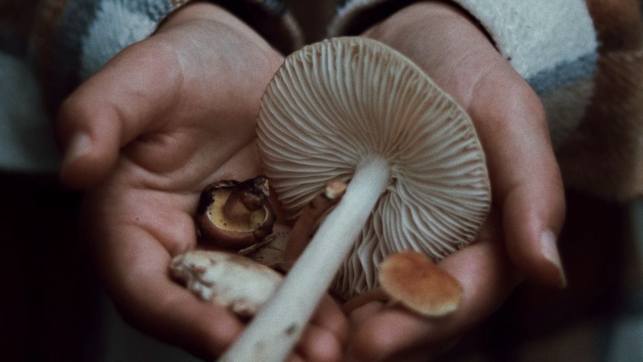 Grzyby to prawdziwe skarby lata