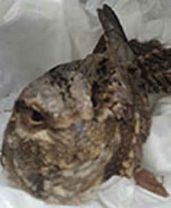 Warszawa. Nietypowy gość w przedszkolu