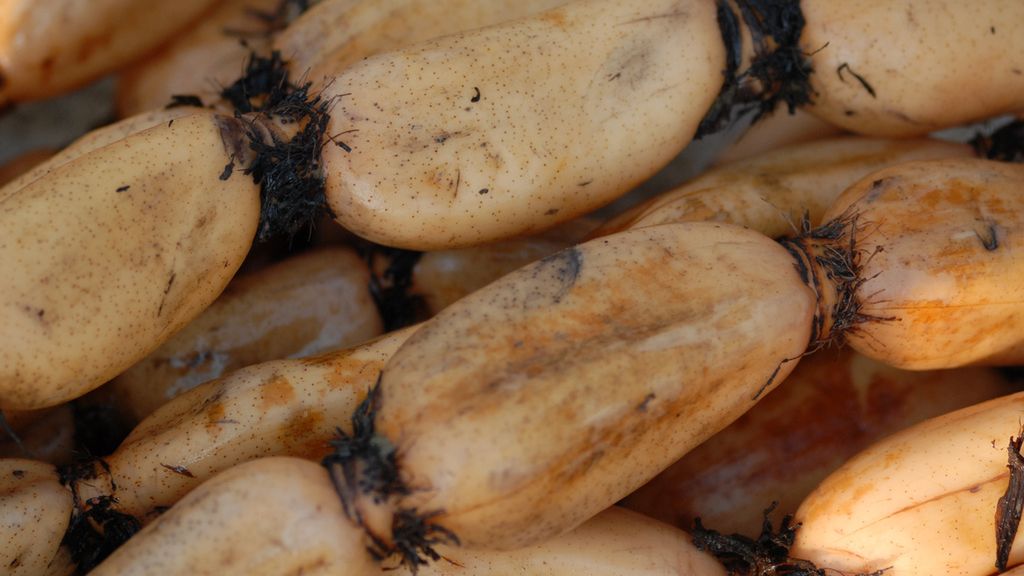 Surowy korzeń lotosu