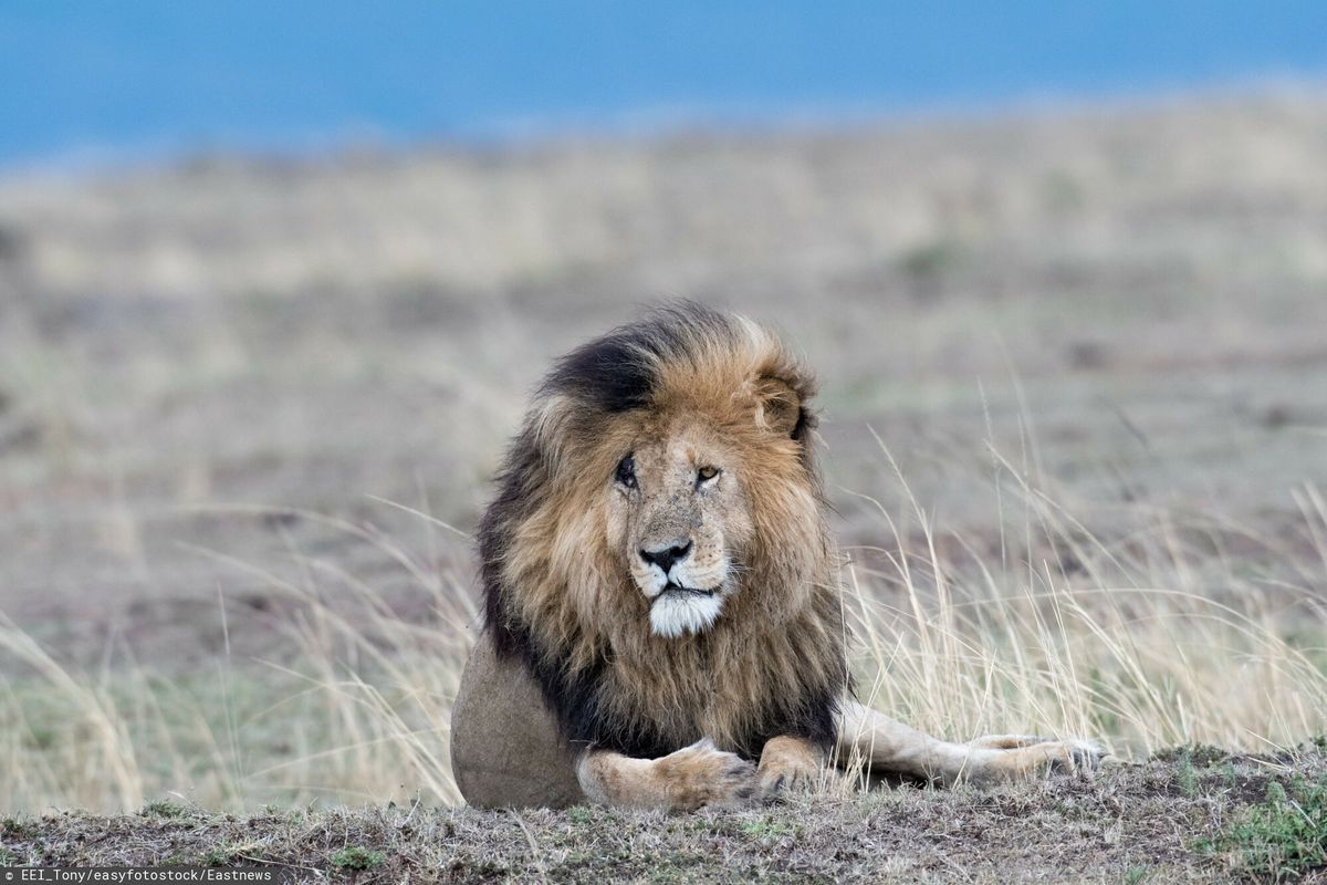 "Najsłynniejszy lew" nie żyje. Wyglądał jak Skaza z "Króla Lwa" / Na zdjęciu lew Scarface w 2018 roku.