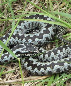 Goprowcy przestrzegają. W Beskidach można napotkać żmije