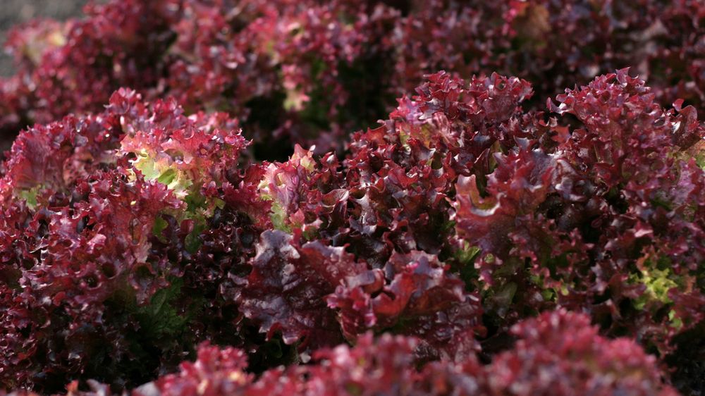 Sałata czerwona