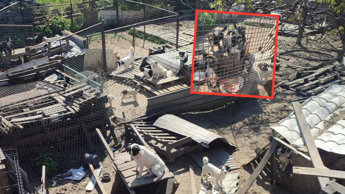  Sto psów pozostało bez opieki