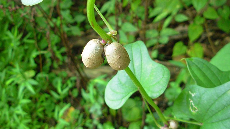 Surowy pochrzyn chiński