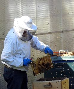 Polska tonie w miodzie z Chin i Ukrainy. "Obroty spadły o 70 proc."