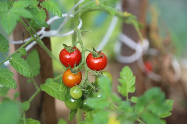 Jak przekonać dziecko do jedzenia warzyw