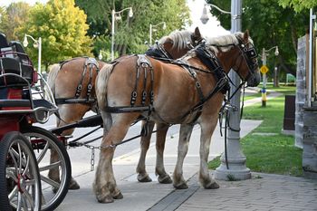 Tarłów: Koń zabrudził drogę. Woźnica dostał mandat