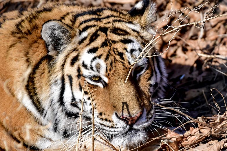 Tygrysy uciekły z ZOO. Jedna osoba nie żyje
