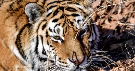 Tygrysy uciekły z ZOO. Jedna osoba nie żyje