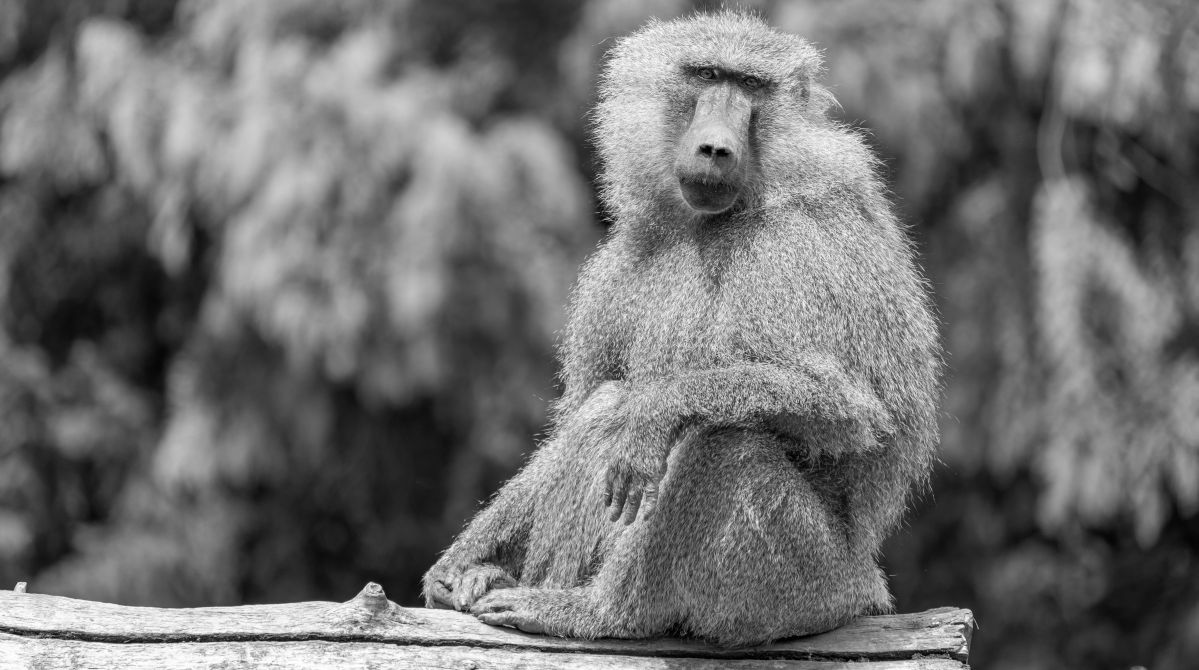Niemieckie zoo zabiło 12 pawianów. Powodem brak miejsca na wybiegu