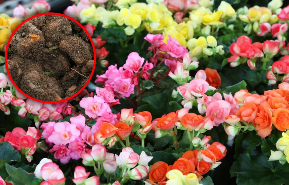 How to master begonia planting for vibrant summer blooms