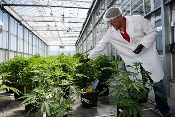 Wstępne badania pokazują, że marihuana może być skuteczna w zwalczaniu pandemii COVID-19.
