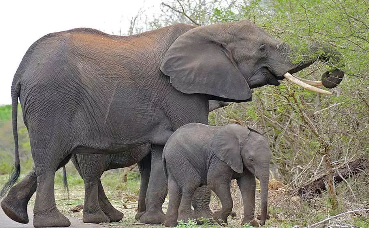 Słonie nawołują się nawzajem używając indywidualnych imion