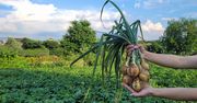 Cebula gotowa do zbioru. Zwróć uwagę na szczypior