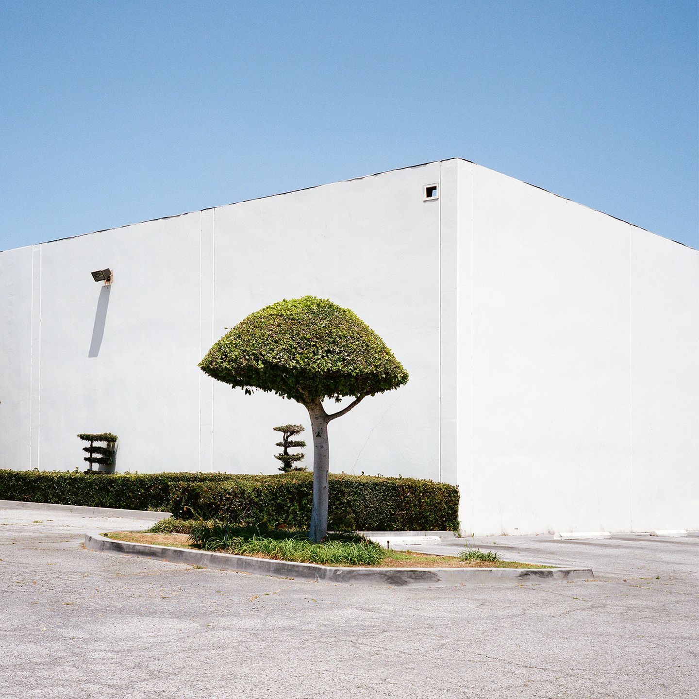 “A Tree Grows In…” to projekt kalifornijskiej fotografki. który przedstawia rośliny w nietypowych miejscach 8