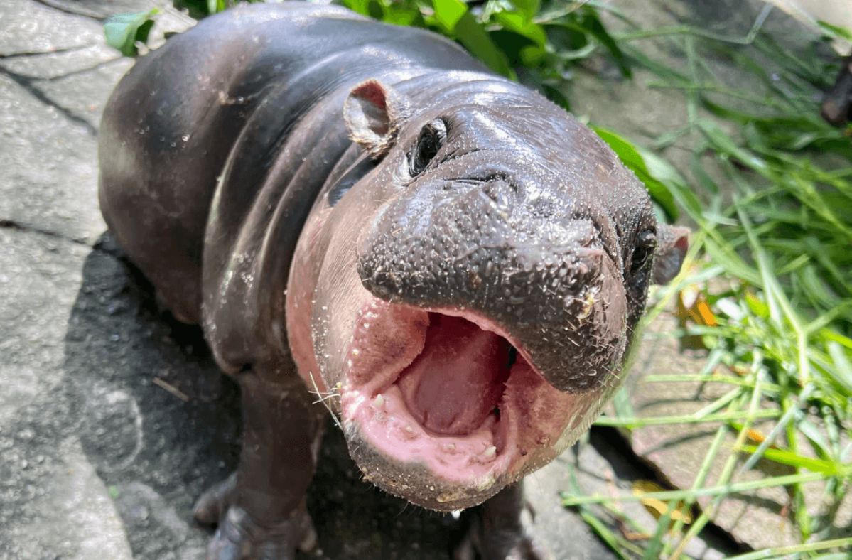 Tiny hippo Moo Deng captivates social media, boosts local tourism