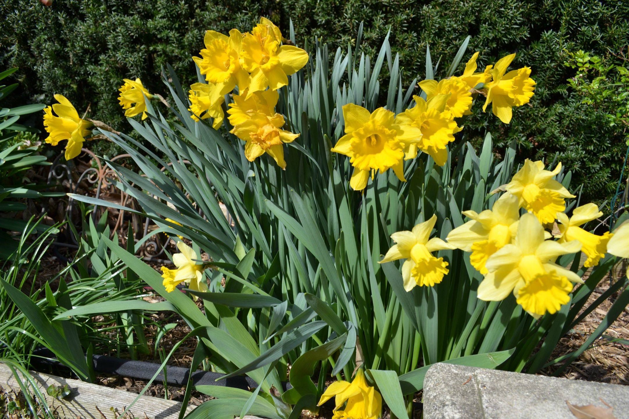 OnePlus One czy lustrzanka? Zobacz zdjęcia porównawcze 3