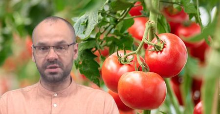 Codzienne jedzenie pomidorów ma większy wpływ na organizm niż myślisz. Doktor nie ma wątpliwości