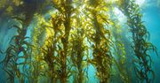 Naukowcy odkryli alternatywę dla zwierząt. Pomysł na algi morskie