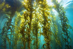 Naukowcy odkryli alternatywę dla zwierząt. Pomysł na algi morskie