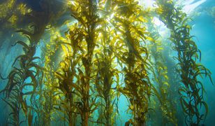 Naukowcy odkryli alternatywę dla zwierząt. Pomysł na algi morskie